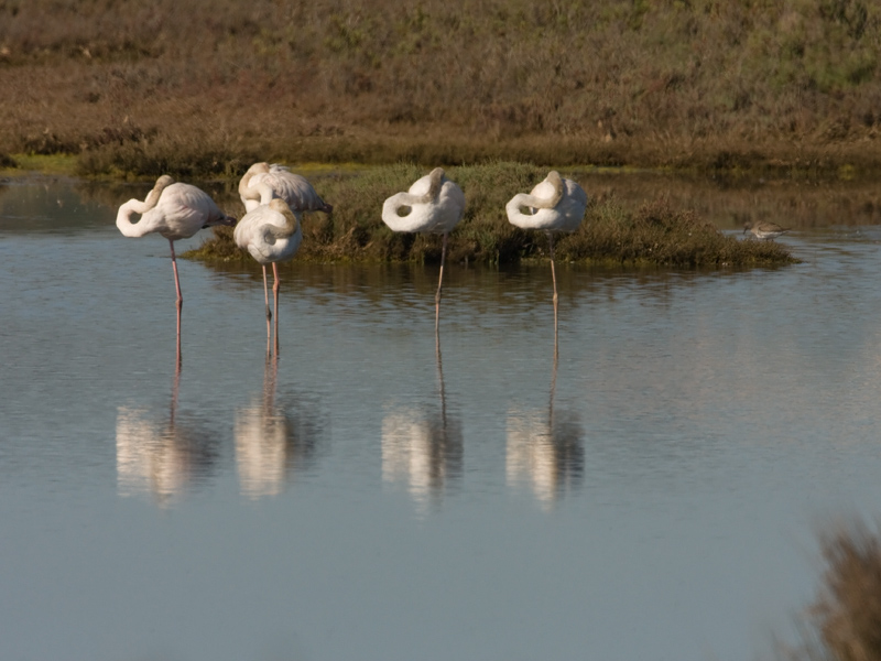 Phoenicopterus ruber Flamingo Greater Flamingo